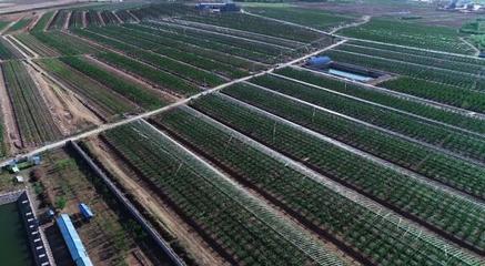 堅持走農(nóng)產(chǎn)品品牌化道路，大連大櫻桃產(chǎn)業(yè)助推鄉(xiāng)村振興